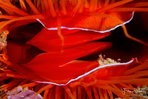 Flame scallop or rough fileclam (Ctenoides scaber), Puert... by Filip Staes 
